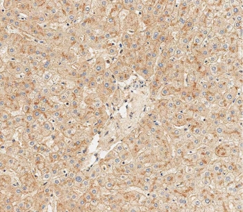 IHC testing of FFPE human liver tissue with HPX antibody. HIER: steam section in pH9 EDTA for 20 min and allow to cool prior to staining.