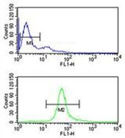 Flow cytometry testing of human Ramos cells with Cystathionine Beta Synthase antibody; Blue=isotype control, Green= Cystathionine Beta Synthase antibody.