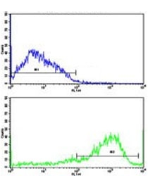 Flow cytometry testing of human NCI-H292 cells with IFNGR2 antibody; Blue=isotype control, Green= IFNGR2 antibody.