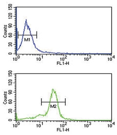 Flow cytometry testing of human MDA-MB-435 cells with MSRA antibody; Blue=isotype control, Green= MSRA antibody.