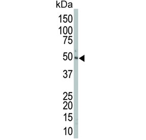 Western blot testing of mouse liver lysate with MEK2 antibody. Expected molecular weight: 45-50 kDa.