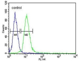 Flow cytometry testing of human HEK293 cells with AIF antibody; Blue=isotype control, Green= AIF antibody.
