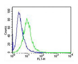IRF3 Antibody Jurkat FACS. Flow cytometry testing of fixed and permeabilized human Jurkat cells with IRF3 antibody; Blue=isotype control, Green= IRF3 antibody.