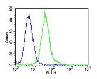 Flow cytometry testing of fixed and permeabilized human Jurkat cells with LCK antibody; Blue=isotype control, Green= LCK antibody.