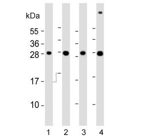 Western blot testing of 1) whole zebrafish, 2) zebrafish ZF4, 3) human heart and 4) mouse liver lysate with zebrafish Ak2 antibody. Predicted molecular weight ~26 kDa.