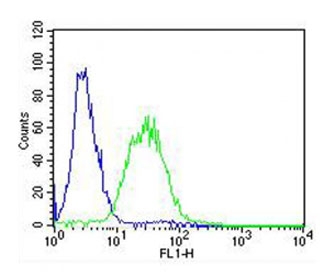 Flow cytometry testing of fixed and permeabilized zebrafish ZF4 cells with zebrafish Ak2 antibody; Blue=isotype control, Green= Ak2 antibody.