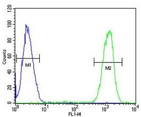 IKAROS Antibody CEM Flow Cytometry. Flow cytometric analysis of human CEM cells stained with IKAROS Antibody demonstrates a pronounced rightward shift of the positive population (green histogram) relative to the isotype control (blue histogram). The observed fluorescence profile is consistent with expression of Ikaros (IKZF1), a zinc finger transcription factor that functions as a master regulator of lymphocyte differentiation, hematopoietic development, and immune cell lineage commitment. The clear separation between the antibody-stained and control populations supports specific detection of endogenous IKZF1 by intracellular flow cytometry and demonstrates the utility of this antibody for FACS applications. Blue = isotype control. Green = IKAROS antibody.