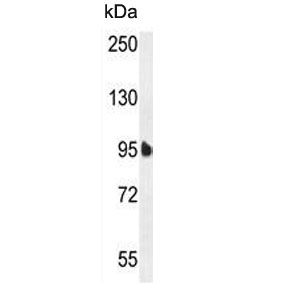 Western blot testing of human HeLa cell lysate with EFL1 antibody. Predicted molecular weight ~125 kDa.