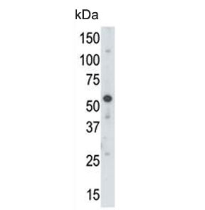 Western blot testing of mouse brain lysate with UBA3 antibody. Expected molecular weight ~52 kDa.