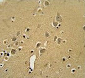 IHC testing of FFPE human brain tissue with Alpha-amylase 2B antibody. HIER: steam section in pH6 citrate buffer for 20 min and allow to cool prior to staining.