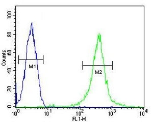 Flow cytometry testing of human CEM cells with Alpha-amylase 2B antibody; Blue=isotype control, Green= Alpha-amylase 2B antibody.
