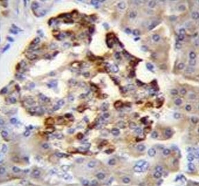 GAD2 Antibody Human Pancreas Immunohistochemistry. IHC testing of FFPE human pancreas tissue with GAD2 antibody. HIER: steam section in pH6 citrate buffer for 20 min and allow to cool prior to staining.