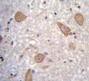 CNIH2 Antibody Human Brain IHC. Immunohistochemistry testing of FFPE human brain tissue with CNIH2 antibody. HIER: steam section in pH6 citrate buffer for 20 min and allow to cool prior to staining.