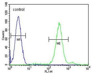 CNIH2 Antibody FACS. Flow cytometry testing of human HL60 cells with CNIH2 antibody; Blue=isotype control, Green= CNIH2 antibody.