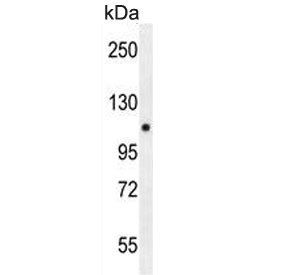 Western blot testing of mouse spleen tissue lysate with PELP1 antibody. Expected molecular weight: 120-160 kDa.