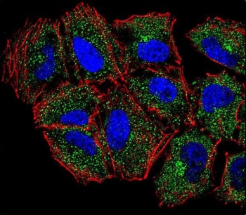 Immunofluorescent staining of human NCI-H460 cells with Phospholipase C-L2 antibody (green), DAPI nuclear stain (blue) and anti-Actin (red).