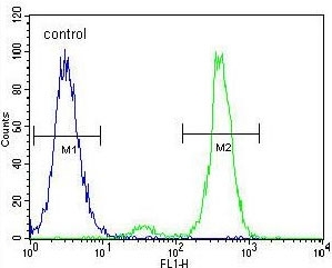 Flow cytometry testing of human K562 cells with Villin-like protein antibody; Blue=isotype control, Green= Villin-like protein antibody.