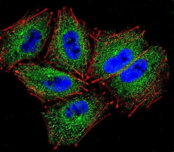 Immunofluorescent staining of human NCI-H460 cells with Protocadherin alpha-C2 antibody (green), DAPI nuclear stain (blue) and anti-Actin (red).
