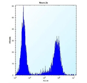 Flow cytometry testing of mouse Neuro-2a cells with MAP3K15 antibody; Blue=isotype control, Green= MAP3K15 antibody.