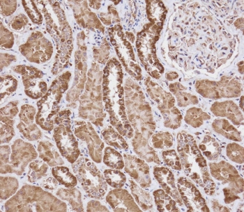 IHC testing of FFPE human kidney tissue with WFDC1 antibody. HIER: steam section in pH9 EDTA for 20 min and allow to cool prior to staining.