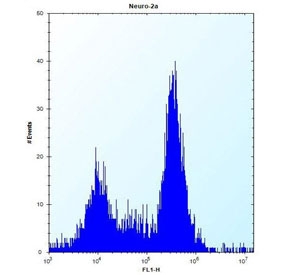 Flow cytometry testing of mouse Neuro-2a cells with SDF2-like protein 1 antibody; Left=isotype control, Right= SDF2-like protein 1 antibody.