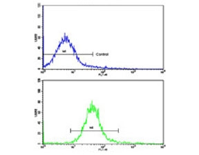 Flow cytometry testing of human HeLa cells with NANOS1 antibody; Blue=isotype control, Green= NANOS1 antibody.