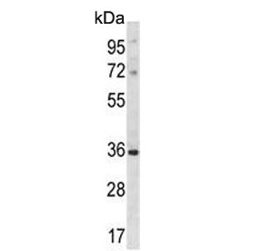 DLX5 Antibody Mouse Heart WB. Western blot analysis of mouse heart tissue lysate using DLX5 Antibody. Proteins were separated by SDS-PAGE, transferred to a membrane, and probed with DLX5 Antibody. A single immunoreactive band is detected at approximately 32 kDa, consistent with the predicted molecular weight of DLX5. The clean band with minimal background demonstrates specific detection of endogenous DLX5 in mouse heart tissue. These results demonstrate that DLX5 Antibody, a Homeobox Transcription Factor Antibody, is suitable for Western blot analysis of endogenous DLX5.