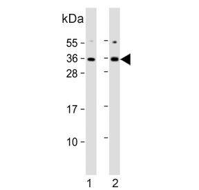 Western blot testing of 1) rat C6 and 2) human U-87 MG cell lysate with KLF9 antibody. Expected molecular weight: 27-35 kDa.