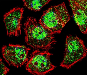 Immunofluorescent staining of fixed and permeabilized human U-251 MG cells with KLF9 antibody (green), DAPI nuclear stain (blue) and anti-Actin (red).