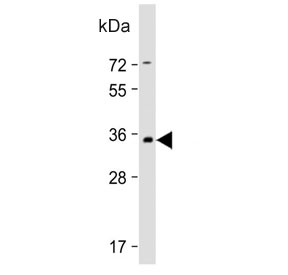 Western blot testing of human brain tissue lysate with PRRT2 antibody. Predicted molecular weight ~35 kDa.