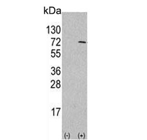 Western blot testing of 1) non-transfected and 2) transfected 293 cell lysate with ATG4D antibody.