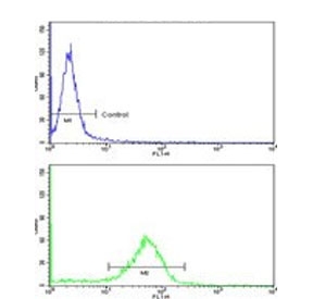 Flow cytometry testing of human MDA-231 cells with Rubicon antibody; Blue=isotype control, Green= Rubicon antibody.