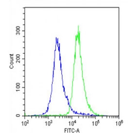 Flow cytometry testing of fixed and permeabilized human U-2 OS cells with ALKBH5 antibody; Blue=isotype control, Green= ALKBH5 antibody.