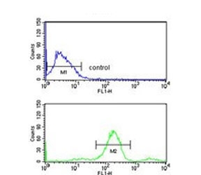 Flow cytometry testing of human MCF7 cells with RuvB-like 1 antibody; Blue=isotype control, Green= RuvB-like 1 antibody.