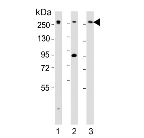 Western blot testing of 1) human HeLa, 2) mouse C2C12 and 3) human Jurkat cell lysate with Med12 antibody. Predicted molecular weight ~245 kDa.