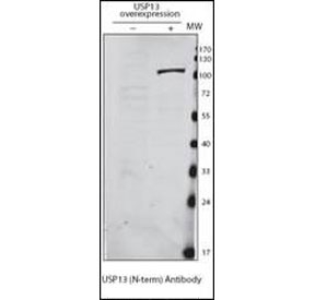 Detection of USP13 in HeLa cells expressing exogenous USP13 using USP13 antibody. (Data provided by Amy Chen, Burnham Institute for Medical Research)