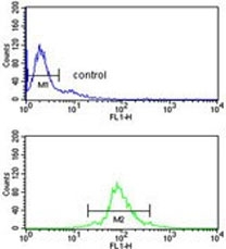 Flow cytometry testing of human Ramos cells with U2AF1 antibody; Blue=isotype control, Green= U2AF1 antibody.