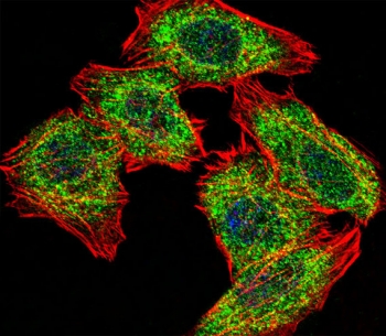 Immunofluorescent staining of fixed and permeabilized human U-251 cells with PA2G4 antibody (green), DAPI nuclear stain (blue) and anti-Actin (red).
