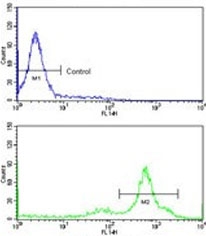 Flow cytometry testing of human K562 cells with TCP1 gamma antibody; Blue=isotype control, Green= TCP1 gamma antibody.