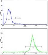 Flow cytometry testing of human HeLa cells with BAG-1 antibody; Blue=isotype control, Green= BAG-1 antibody.