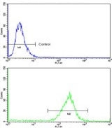 Flow cytometry testing of human MDA-MB-468 cells with PRDX3 antibody; Blue=isotype control, Green= PRDX3 antibody.