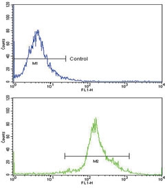 PPIA Antibody WiDr Flow Cytometry. Flow cytometric analysis of human WiDr cells stained with PPIA Antibody demonstrates a clear positive fluorescence shift (green histogram) relative to the isotype control population (blue histogram). The observed increase in fluorescence intensity is consistent with expression of PPIA (Cyclophilin A), a ubiquitously expressed peptidyl-prolyl cis-trans isomerase that functions as a molecular chaperone involved in protein folding, intracellular signaling, and cellular stress response pathways. The distinct separation between the PPIA antibody-stained and control populations supports specific detection of endogenous Cyclophilin A by flow cytometry and demonstrates the utility of this antibody for FACS applications in human cell lines. Blue = isotype control. Green = PPIA antibody.