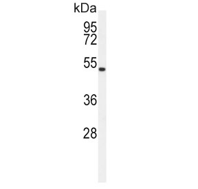 Western blot testing of human HEK293 cell lysate with ASMT antibody. Predicted molecular weight ~38 kDa.