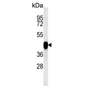 Western blot testing of human HepG2 cell lysate with Paraoxonase 2 antibody. Predicted molecular weight ~39 kDa.