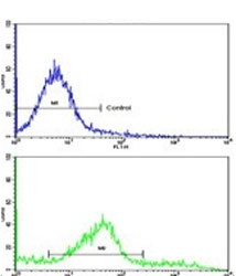 Flow cytometry testing of human HeLa cells with CLNS1A antibody; Blue=isotype control, Green= CLNS1A antibody.