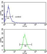 Flow cytometry testing of human HepG2 cells with ELOVL6 antibody; Blue=isotype control, Green= ELOVL6 antibody.