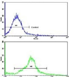 Flow cytometry testing of human HeLa cells with OASIS antibody; Blue=isotype control, Green= OASIS antibody.
