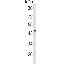 DCN Antibody WB. Western blot testing of mouse heart tissue lysate with DCN antibody. Predicted molecular weight ~40 kDa.