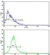 Flow cytometry testing of human NCI-H292 cells with EEF1A1/2 antibody; Blue=isotype control, Green= EEF1A1/2 antibody.