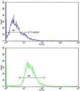 EEF1A1/2 Antibody Human NCI-H292 FACS. Flow cytometric analysis of EEF1A1/2 expression was performed using EEF1A1/2 antibody in human NCI-H292 cells. EEF1A1 and EEF1A2, also known as eukaryotic elongation factor 1 alpha proteins, are highly conserved translation factors that mediate aminoacyl-tRNA delivery during protein synthesis and additionally participate in cytoskeletal organization and stress responses. Blue = isotype control, Green = EEF1A1/2 antibody. A distinct rightward shift of the EEF1A1/2 antibody histogram relative to the isotype control demonstrates specific detection of EEF1A1/2 expression in NCI-H292 cells. These results support the utility of EEF1A1/2 Antibody for studies of translational regulation, cellular metabolism, and cancer biology.